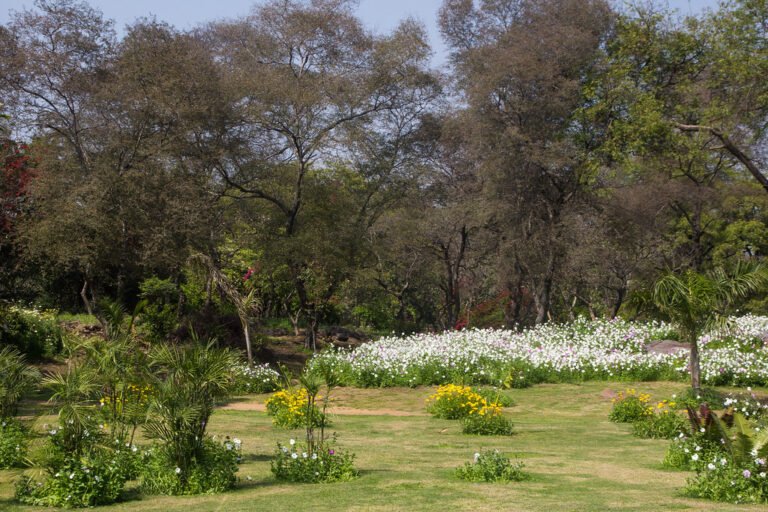 Santral Ridge Ecological Restoration of Delhi Central Ridge Forest: Combatting ...