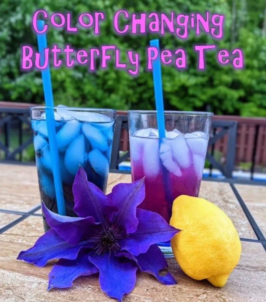 colour changing butterfly pea tea