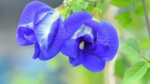 magical butterfly pea flower
